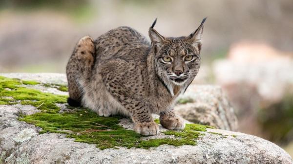 La paradoja ecológica del lince ibérico: allí donde se reintroduce aumentan los conejos y la ciencia ya sabe por qué - Los depredadores invisibles que explican el aumento de conejos