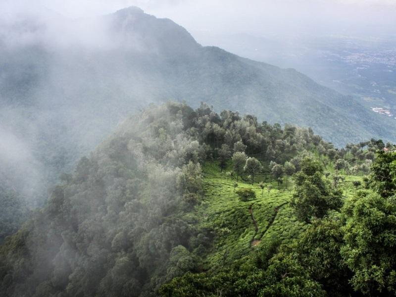 BOSQUES De NIEBLA: Qué Son Y Características