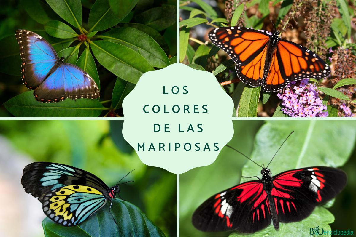 Los colores de las mariposas