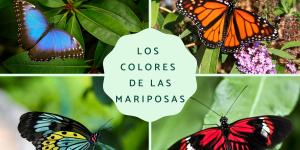 Los colores de las mariposas