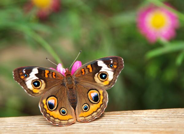 Los colores de las mariposas - Los ocelos de las alas de las mariposas