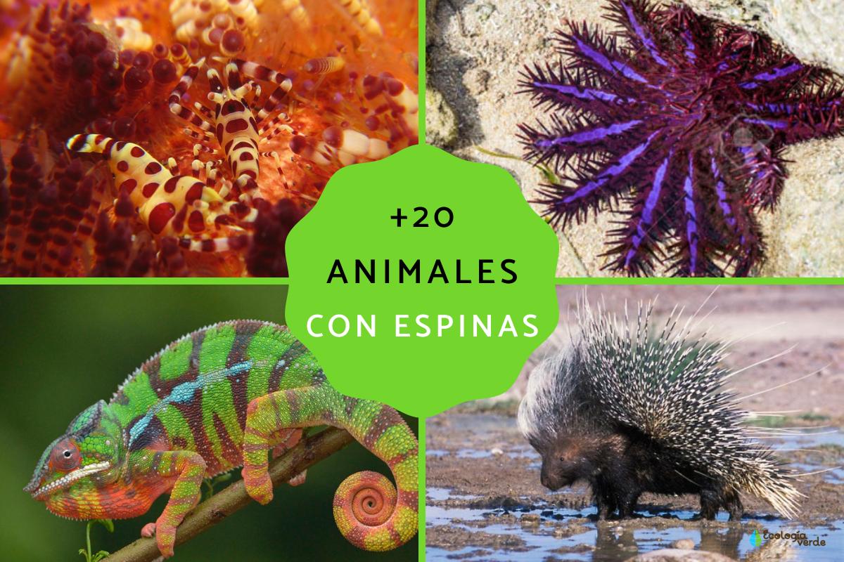 Animales con espinas