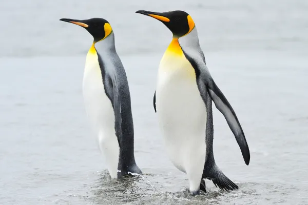 Pingu Rey Ciclo De Vida De Los Pingüinos Rey