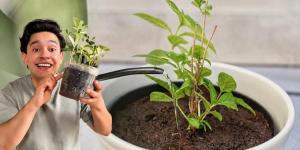 André Alonso, experto en jardinería: “Si eliges una maceta demasiado grande, la planta gastará su energía en colonizarla”