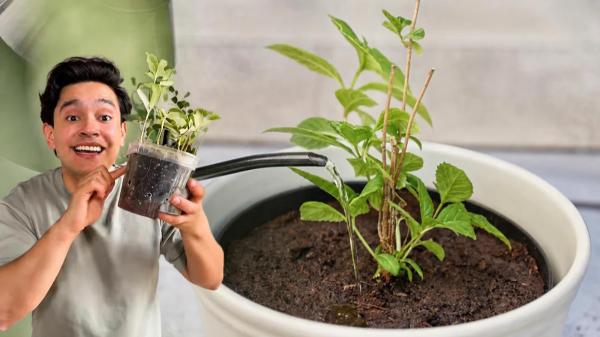 André Alonso, experto en jardinería: “Si eliges una maceta demasiado grande, la planta gastará su energía en colonizarla”