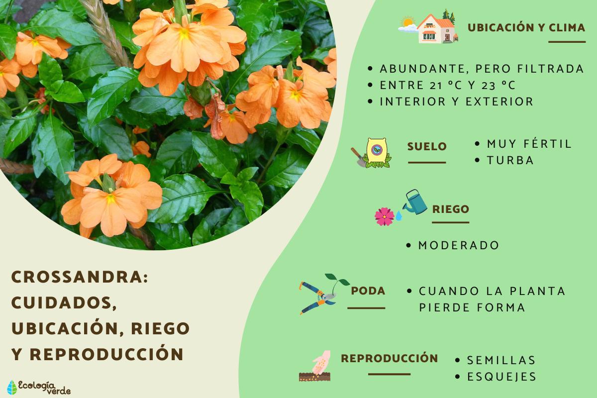 Crossandra: cuidados, ubicación, riego y reproducción