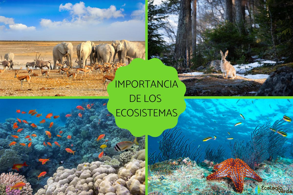 Cuál es la importancia de los ecosistemas