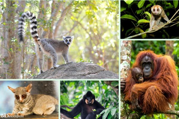 Primates: qué son, características y tipos - ¿Cuáles son los tipos de primates?
