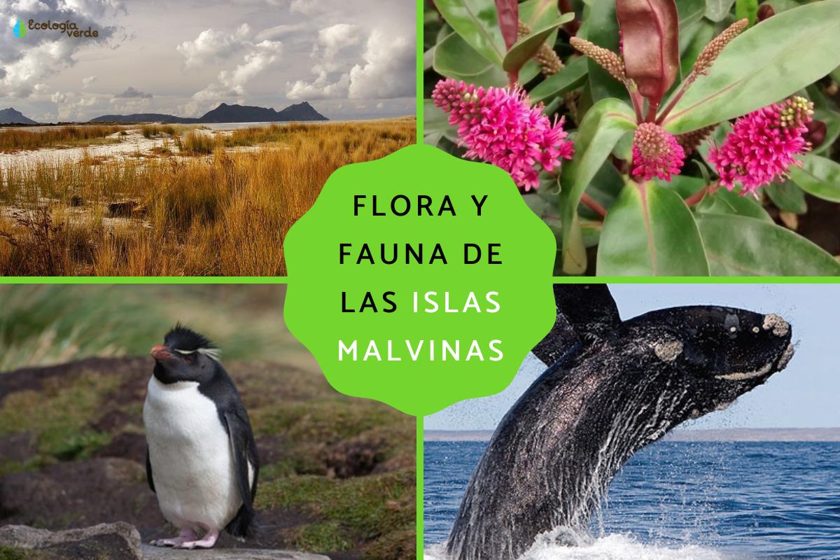 Flora y fauna de las islas Malvinas