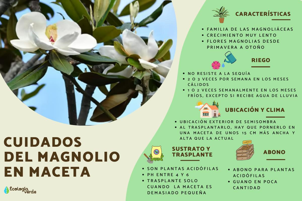 Magnolio en maceta: cuidados y trasplante