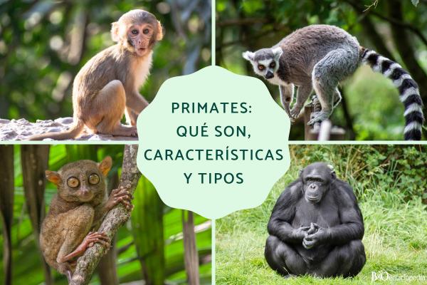 Primates: qué son, características y tipos