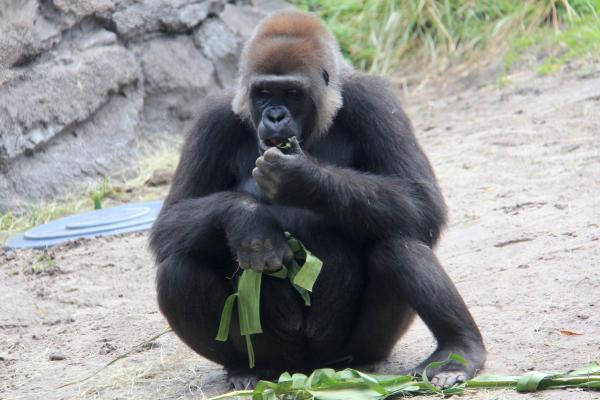 Primates: qué son, características y tipos - ¿Qué comen los primates?
