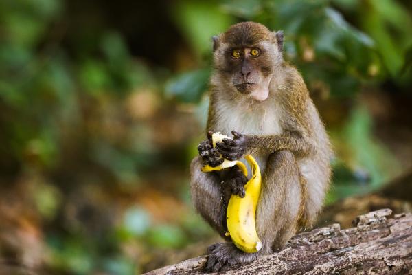 Primates: qué son, características y tipos - ¿Qué son los primates?