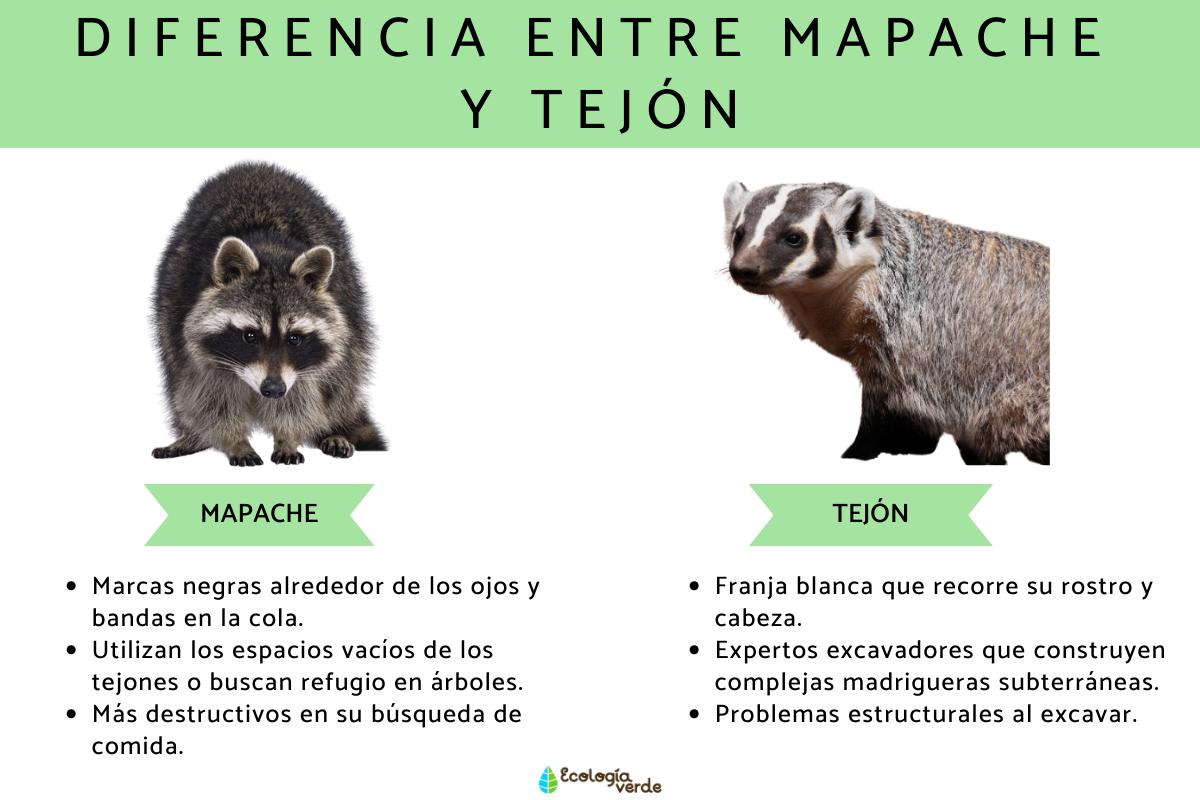 Diferencia entre mapache y tejón