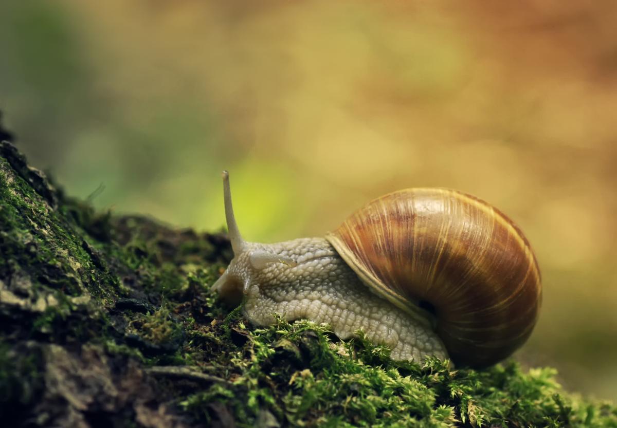 ¿El caracol es un molusco?