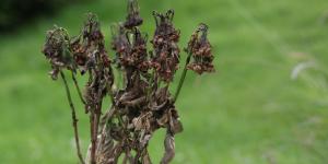 Helada negra: qué es, temperatura, consecuencias y diferencias