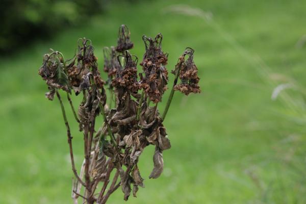 Helada negra: qué es, temperatura, consecuencias y diferencias