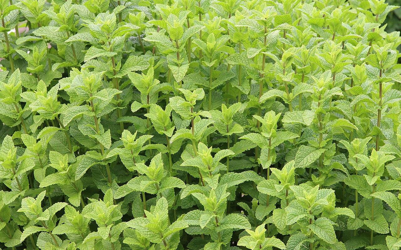13 Tipos De Menta Nombres Caracter sticas Y Fotos