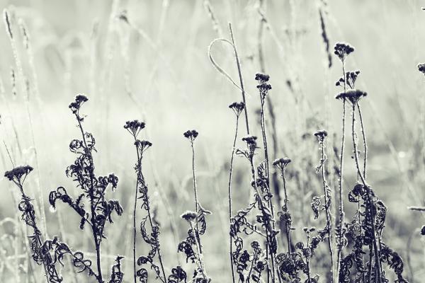 Helada negra: qué es, temperatura, consecuencias y diferencias - Qué es una helada negra y a qué temperatura sucede
