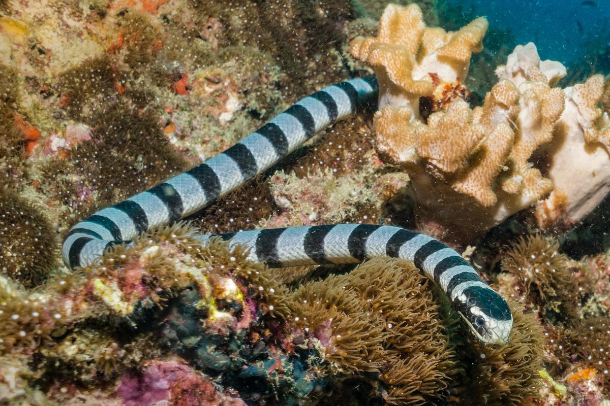 Serpientes marinas: características y ejemplos