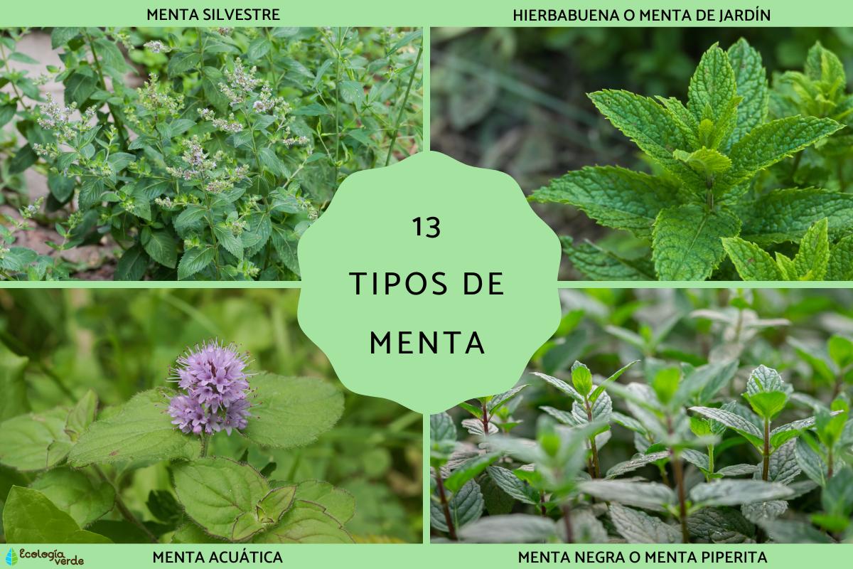 Tipos de menta