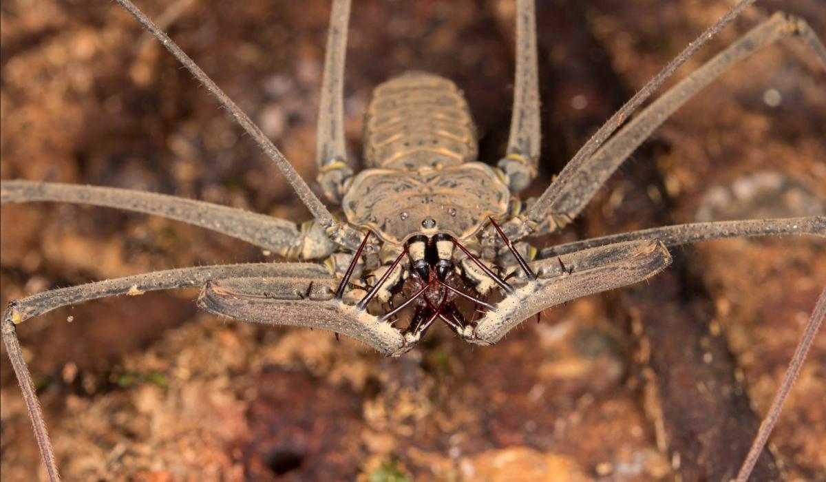 Amblipigios: qué son, características y tipos