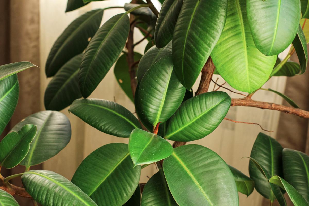 Ficus elastica: cuidados