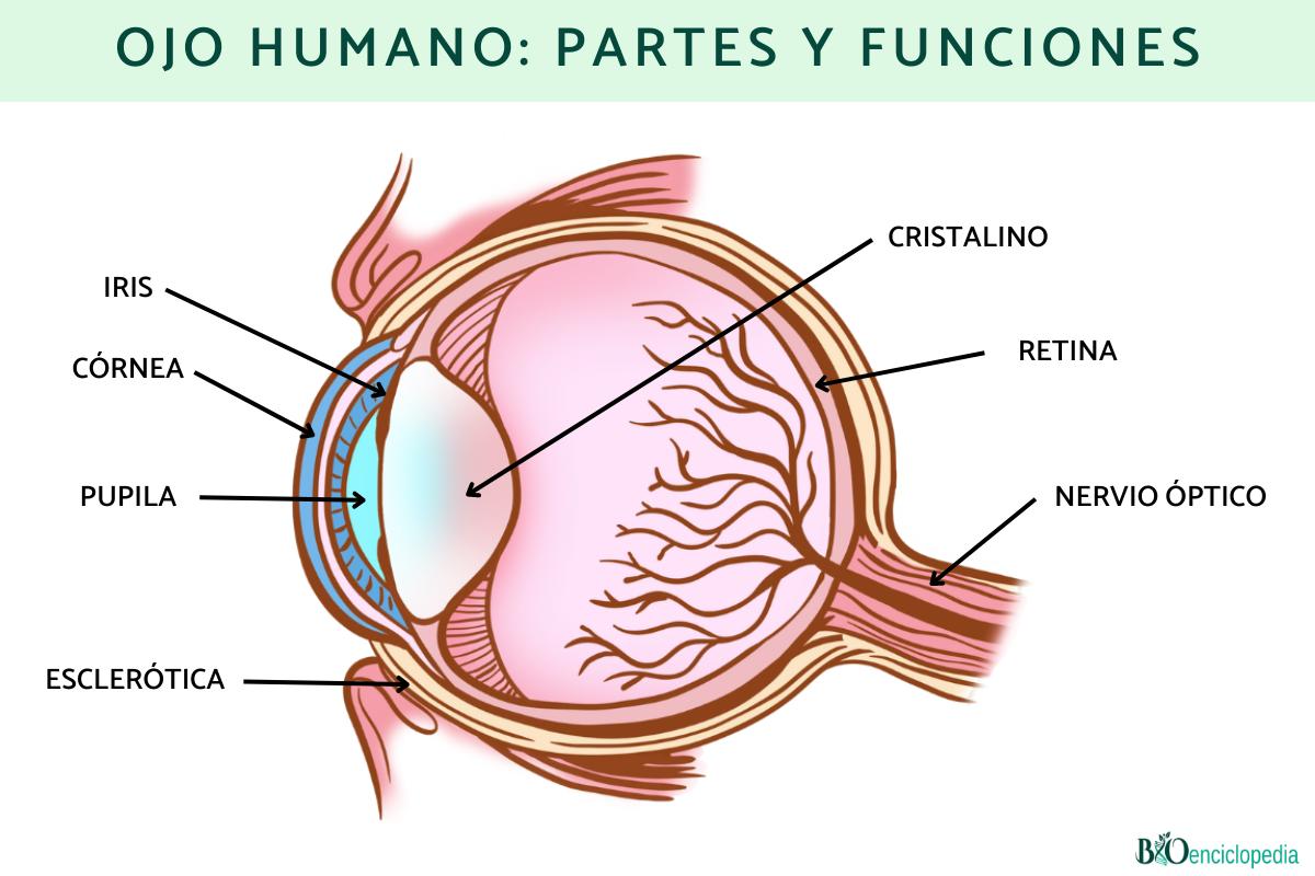Ojo humano: partes y funciones
