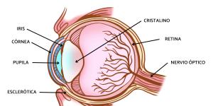 Ojo humano: partes y funciones