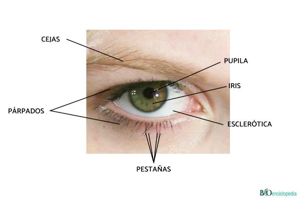Ojo humano: partes y funciones - Partes del ojo humano