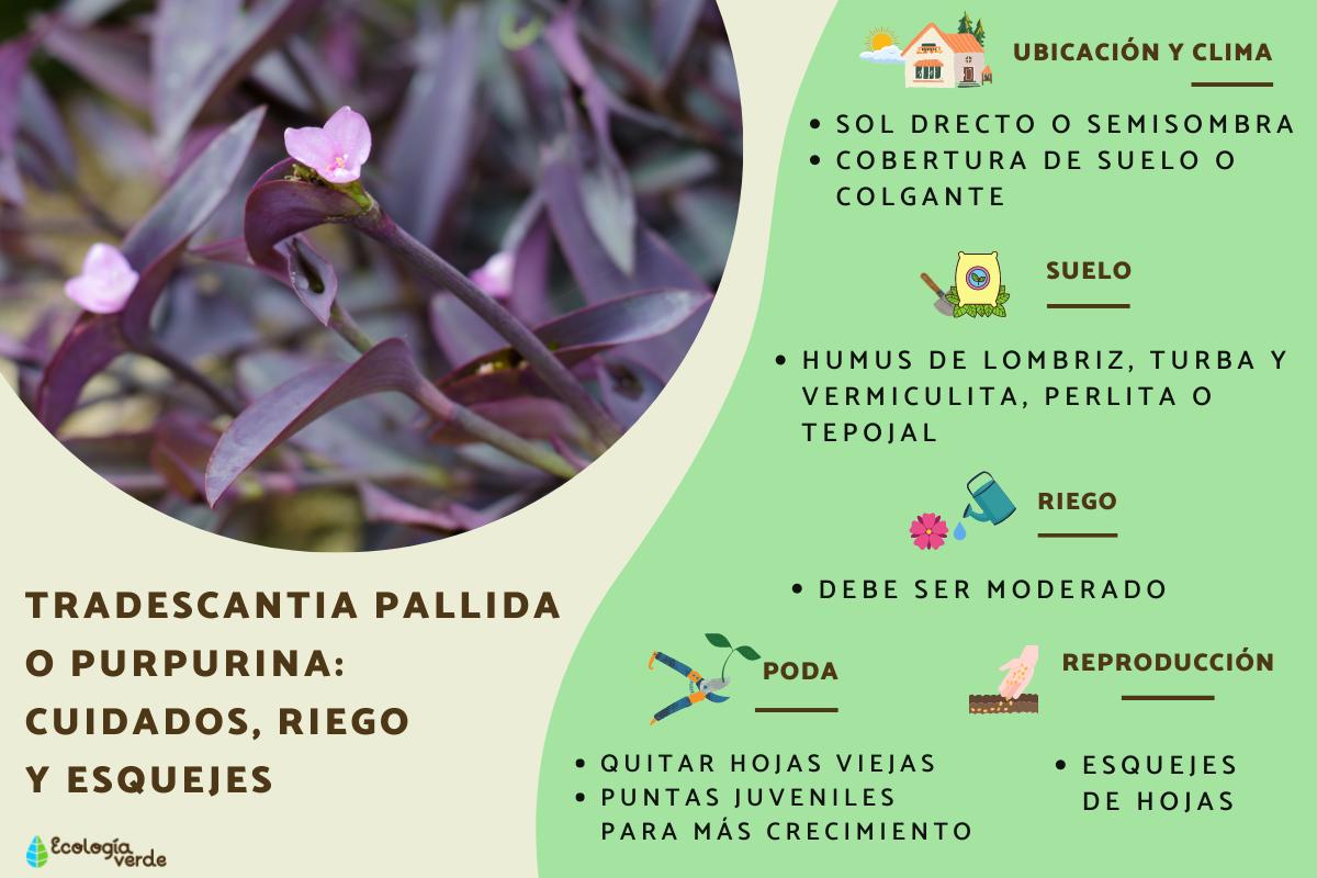 Tradescantia pallida o purpurina: cuidados, riego y esquejes