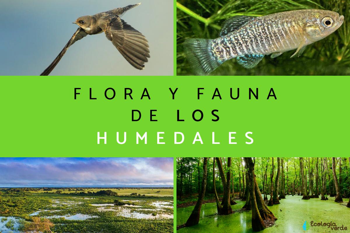 Flora y fauna de los humedales