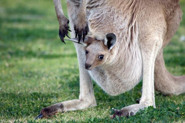 Marsupiales: qué son, tipos, características y ejemplos - Características de los animales marsupiales