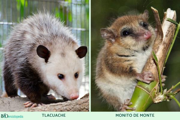 Marsupiales: qué son, tipos, características y ejemplos - Ejemplos de marsupiales americanos 