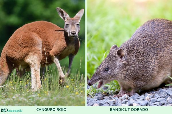 Marsupiales: qué son, tipos, características y ejemplos - Ejemplos de marsupiales australianos 
