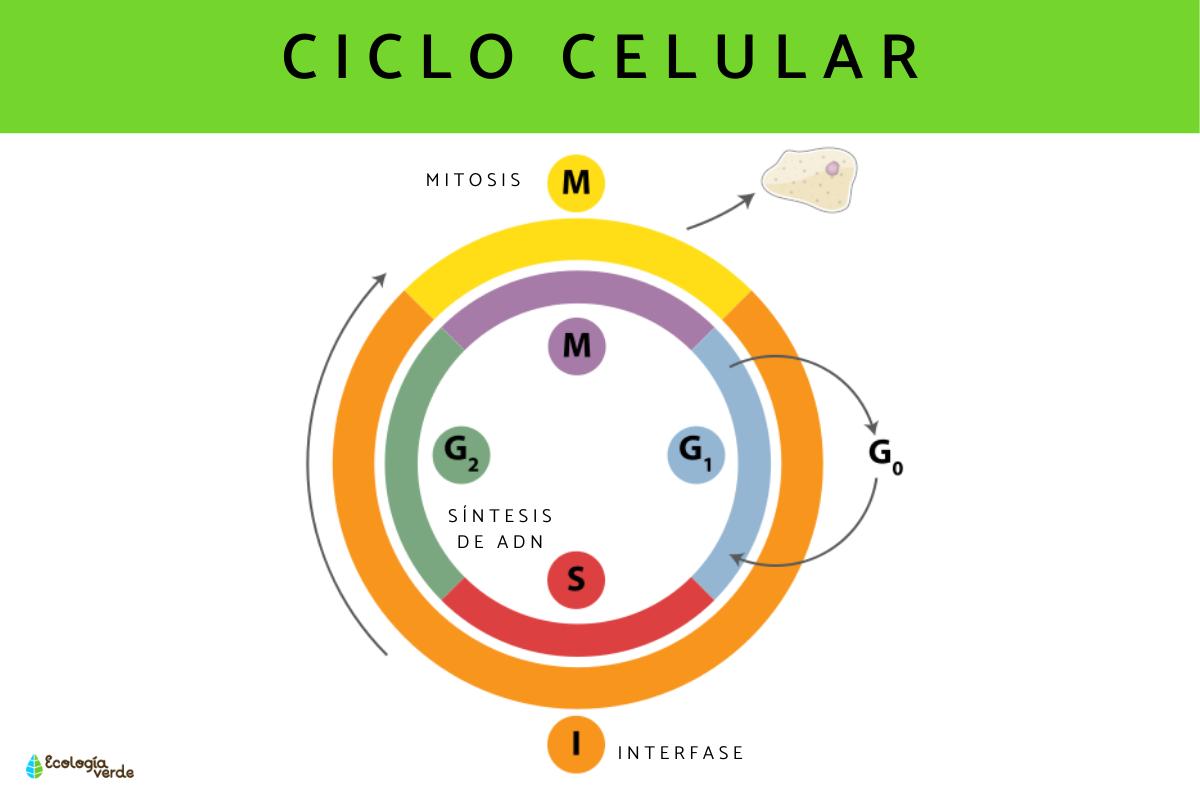 Fases del ciclo celular