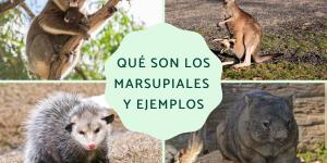Marsupiales: qué son, tipos, características y ejemplos
