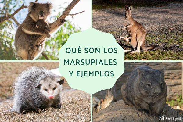 Marsupiales: qué son, tipos, características y ejemplos