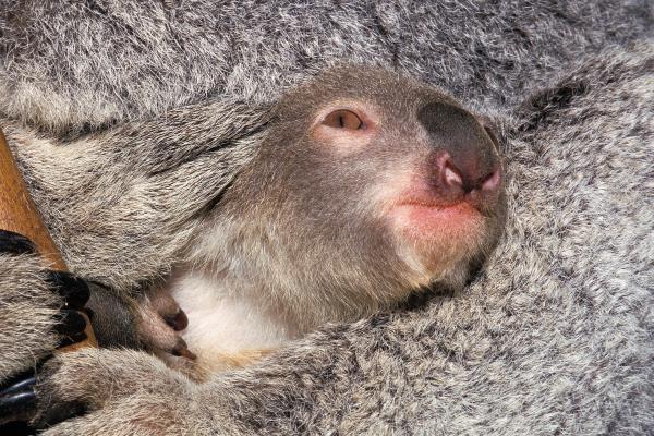 Marsupiales: qué son, tipos, características y ejemplos - Qué son los marsupiales