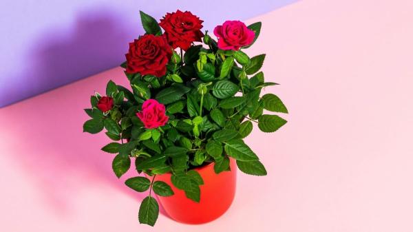 Las rosas más originales para Sant Jordi: ideas que van mucho más allá de la típica flor - Regalar un rosal: una rosa que crece con el tiempo