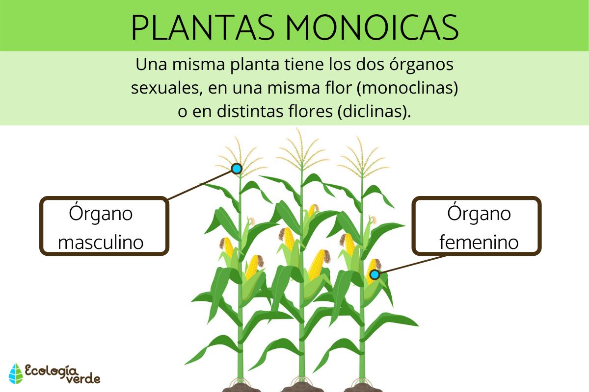 Plantas monoicas: qué son, características y ejemplos