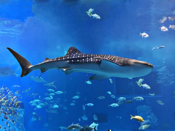 Tiburón ballena - Amenazas y conservación del tiburón ballena