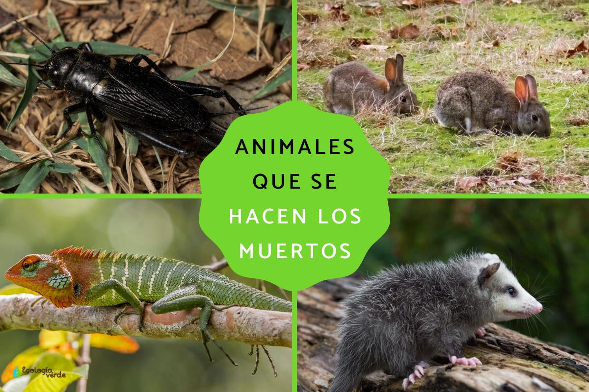 Animales que se hacen los muertos