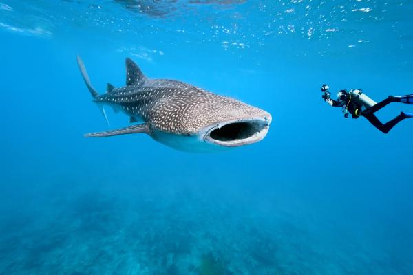 Tiburón ballena - Características del tiburón ballena