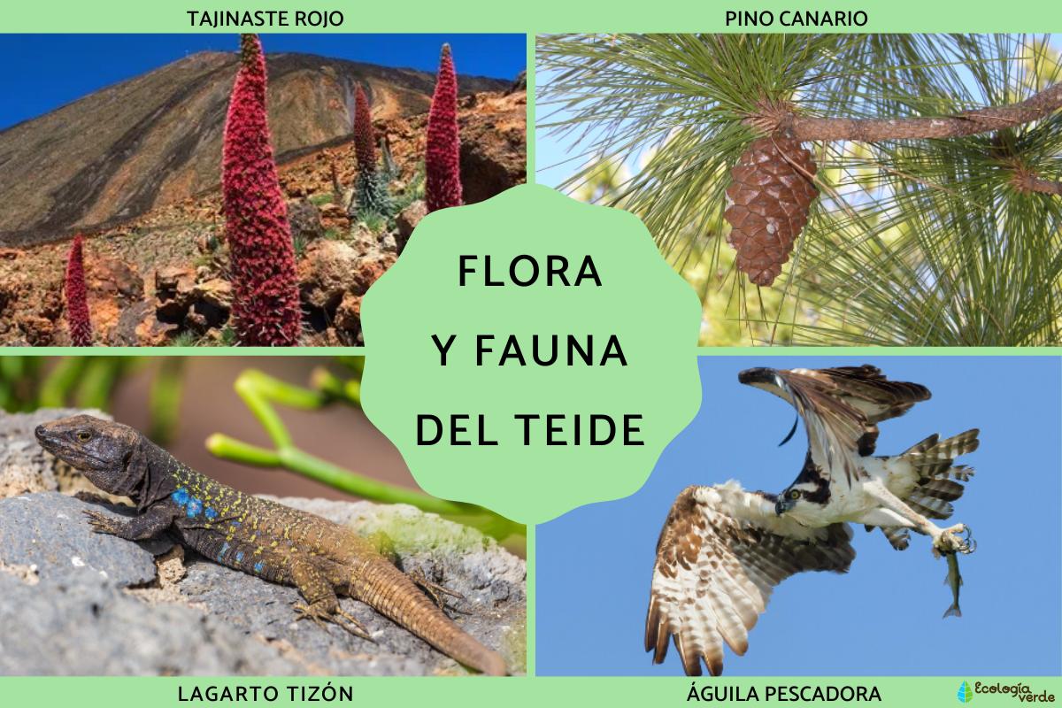 Flora y fauna del Teide