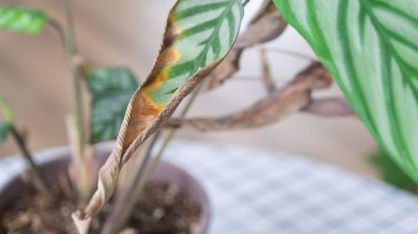 No siempre es por falta de agua: esta es la razón por la que tus plantas tienen las puntas de las hojas marrones - La baja humedad ambiental provoca hojas marrones en tu plantas