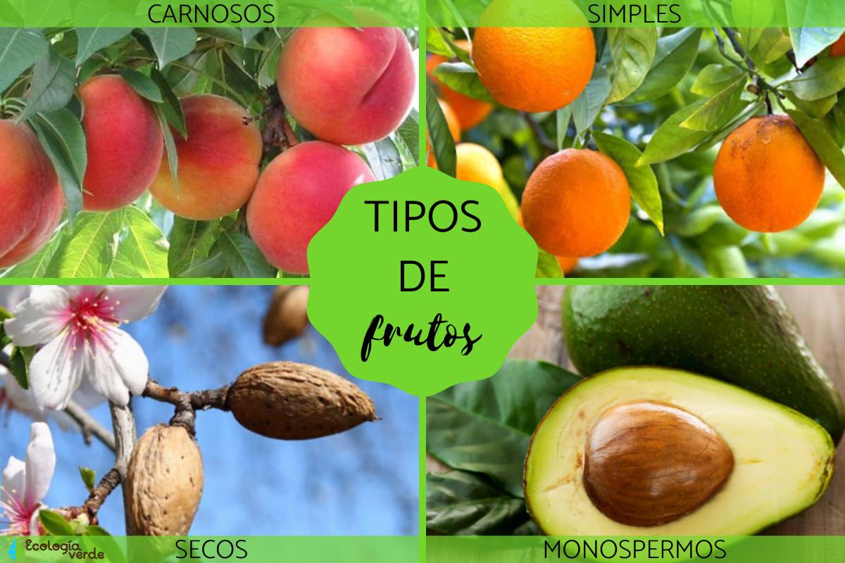 Tipos de frutos