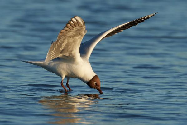 Gaviota reidora o Chroicocephalus ridibundus - Alimentación de la gaviota reidora