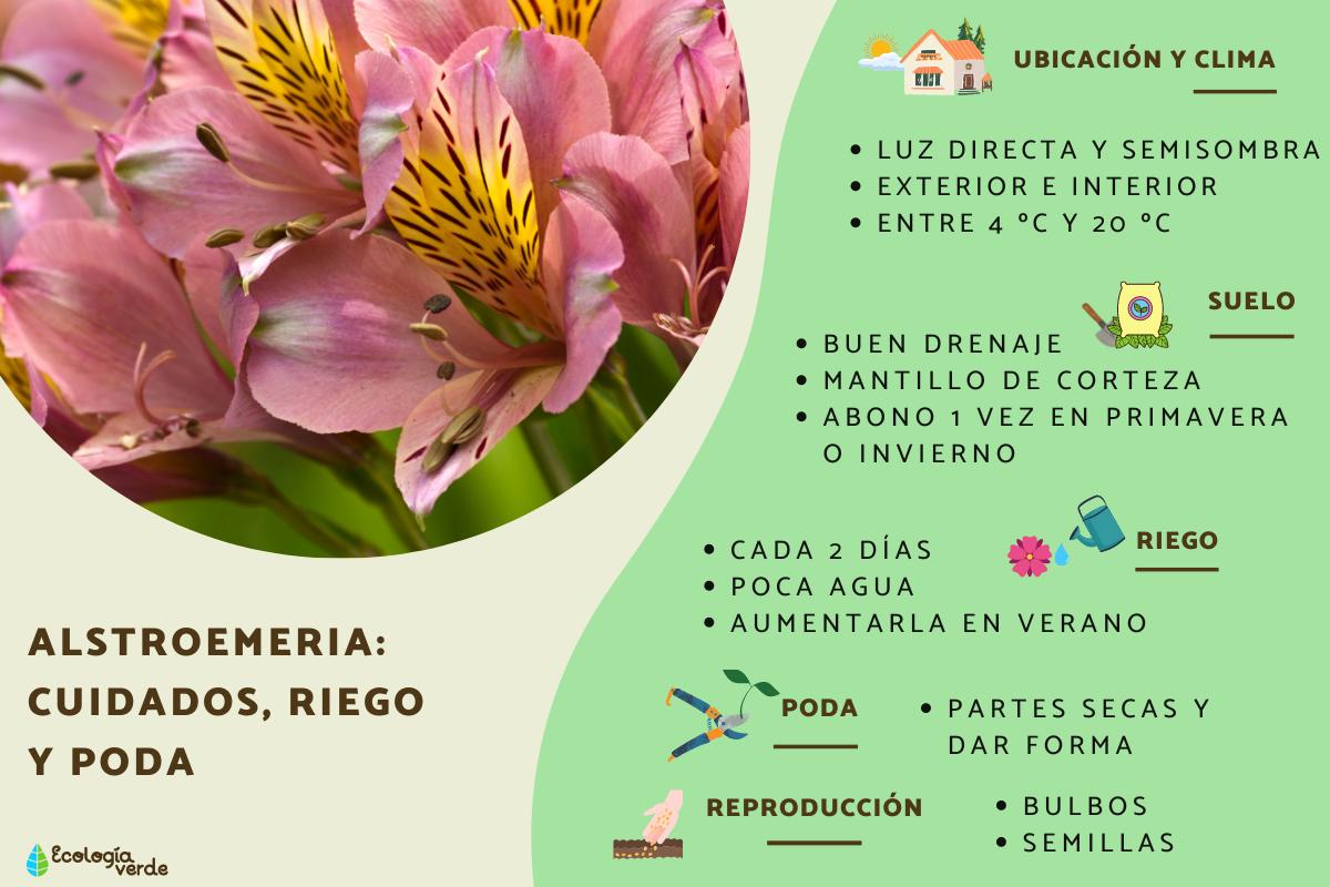 Alstroemeria: cuidados, riego y poda