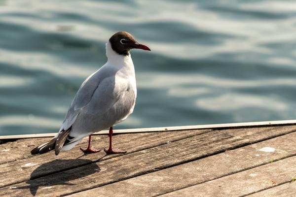 Gaviota reidora o Chroicocephalus ridibundus - Amenazas y conservación de la gaviota reidora